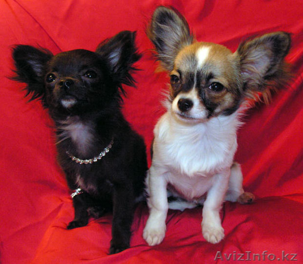 Щенка "типа чихуахуа" - Изображение #1, Объявление #9555