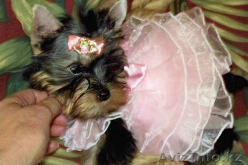 Йоркширский терьер, дворец Школьников  - Изображение #1, Объявление #325725