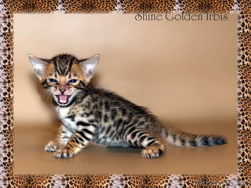 кошка породы Саванна - Изображение #1, Объявление #421186