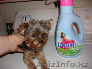 здоровый Йоркширский терьер - Изображение #1, Объявление #404984