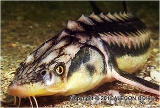 Строительство рыбного комплекса УЗВ - Изображение #1, Объявление #469576