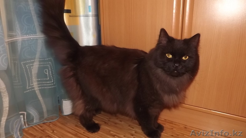 Отдам кота 4 годика) - Изображение #1, Объявление #593302