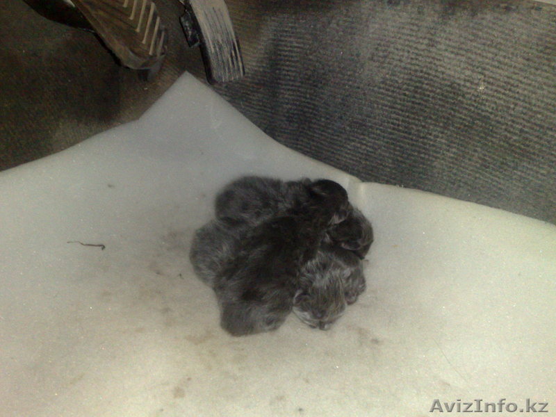 Котят в хорошие руки - Изображение #1, Объявление #637269