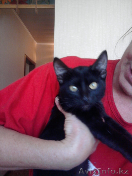 телефон 56-48-52 - Изображение #1, Объявление #703389