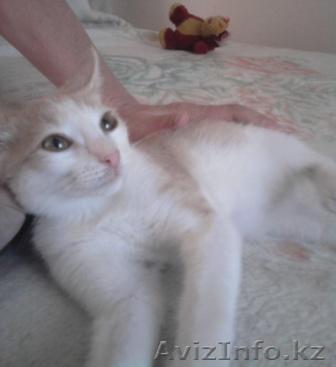 подарю котенка - Изображение #1, Объявление #731181