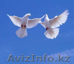 Приворот на супруга.Гадание Таро. - Изображение #1, Объявление #738426