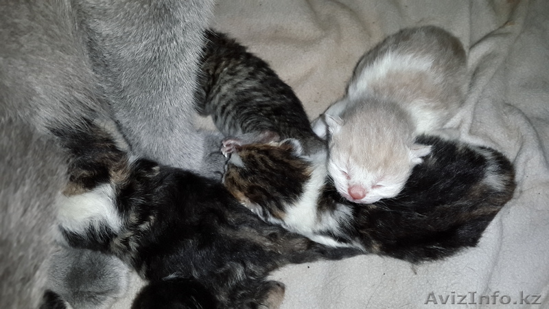 Мраморные плюшевые британские котята редких окрасов - Изображение #1, Объявление #973467