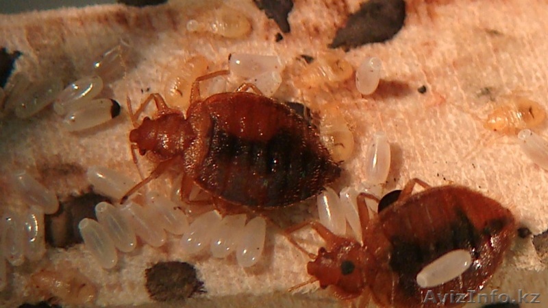 100% средсвто от клопов! - Изображение #1, Объявление #971236