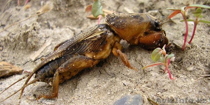 Сущоная медведка для лечения туберкулеза - Изображение #1, Объявление #1061411