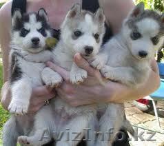 Очаровательные Щенки сибирских хаски для свободного принятия - Изображение #1, Объявление #1062372