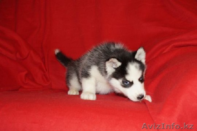 Щенки хаски-разные окрасы - Изображение #1, Объявление #1081160