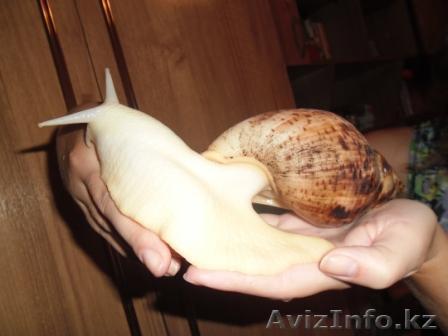 Ахатина -африканская улитка - Изображение #1, Объявление #1224455