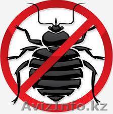 Клоп-Стоп Токта-Кандала - Изображение #1, Объявление #1217200