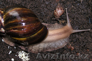 Ахатина сухопутная гигантская улитка - Изображение #1, Объявление #1341844