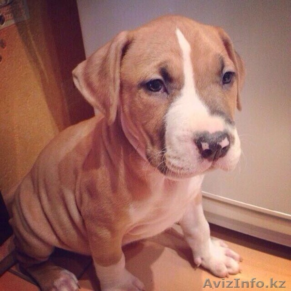 Продам стаффорда 2 месяца  - Изображение #1, Объявление #1483907