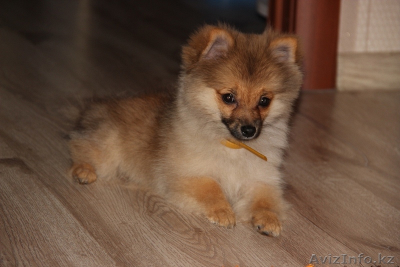 ПРОДАЕТСЯ НЕМЕЦКИЙ ЦВЕРГ-ШПИЦ - Изображение #1, Объявление #1538073