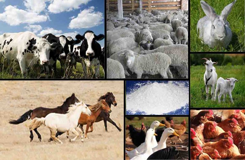 Кальций ракушечник для с/х животных и подкормки птиц!  - Изображение #1, Объявление #1666648