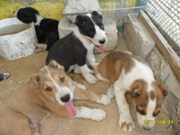 Среднеазиатские овчарки - Изображение #1, Объявление #335325