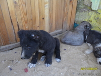 Среднеазиатские овчарки - Изображение #2, Объявление #335325