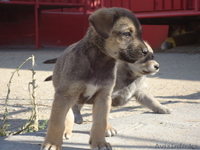 щенки везерфорд - Изображение #1, Объявление #395486