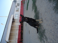 щенки везерфорд - Изображение #3, Объявление #395486