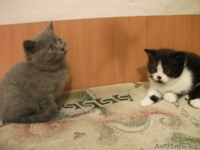 Британские и сиамоориентальные котята - Изображение #1, Объявление #594406