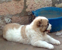 САО!!!!!!!!!!!!!!!! - Изображение #1, Объявление #643856