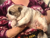 САО!!!!!!!!!!!!!!!! - Изображение #2, Объявление #643856