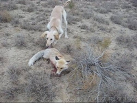 Продается щенки охотничьи породы ТАЗЫ - Изображение #3, Объявление #682765