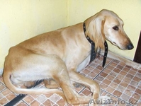 Продается щенки охотничьи породы ТАЗЫ - Изображение #8, Объявление #682765
