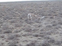 Продается щенки охотничьи породы ТАЗЫ - Изображение #7, Объявление #682765