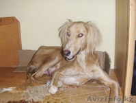 Продается щенки охотничьи породы ТАЗЫ - Изображение #4, Объявление #682765
