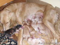 Продается щенки охотничьи породы ТАЗЫ - Изображение #5, Объявление #682765