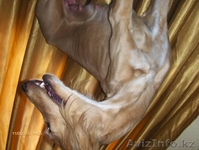 Продается щенки охотничьи породы ТАЗЫ - Изображение #2, Объявление #682765