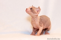 Продаю котят породы Канадский сфинкс - Изображение #2, Объявление #776788