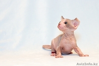 Продаю котят породы Канадский сфинкс - Изображение #4, Объявление #776788