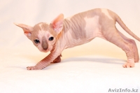 Продаю котят породы Канадский сфинкс - Изображение #5, Объявление #776788