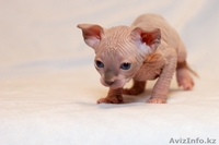 Продаю котят породы Канадский сфинкс - Изображение #1, Объявление #776788