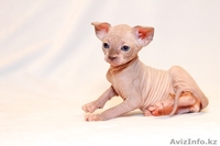 Продаю котят породы Канадский сфинкс - Изображение #9, Объявление #776788