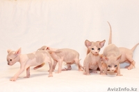 Продаю котят породы Канадский сфинкс - Изображение #3, Объявление #776788