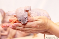 Продаю котят породы Канадский сфинкс - Изображение #6, Объявление #776788