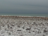 Продается земельный участок в поселка Тельман на берегу моря 1 га - Изображение #5, Объявление #812699