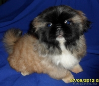 Продам щенков пекинеса с родословной - Изображение #1, Объявление #817228