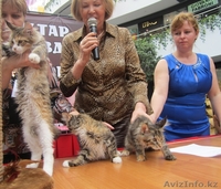 Питомник мейн кунов - Изображение #6, Объявление #847421