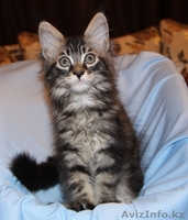 Питомник мейн кунов - Изображение #4, Объявление #847421