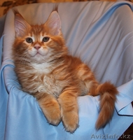 Питомник мейн кунов - Изображение #1, Объявление #847421