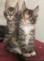 Питомник мейн кунов - Изображение #5, Объявление #847421