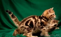 Шотландские вислоухие и прямоухие котята драгоценных окрасов. - Изображение #4, Объявление #995385