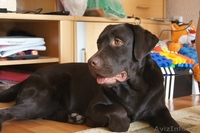 Предварительная запись на щенков лабрадора ретривера - Изображение #2, Объявление #1002793