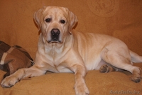 Предварительная запись на щенков лабрадора ретривера - Изображение #4, Объявление #1002793